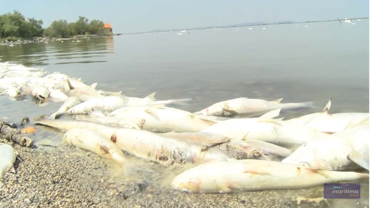 3 tonnes de poissons morts sur le Bolmon en juillet 2019 - Photo AFP